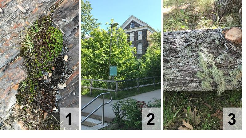 photos from around campus: moss, Ocean Pond, lichen