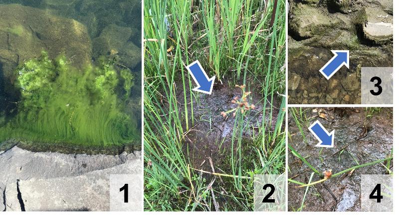 photo: filamentous algae, Lake Banook and Maynard Lake