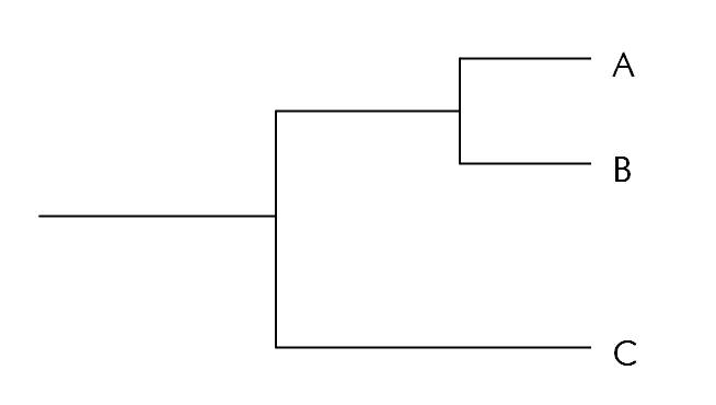 diagram: simple phylogenetic tree for three species