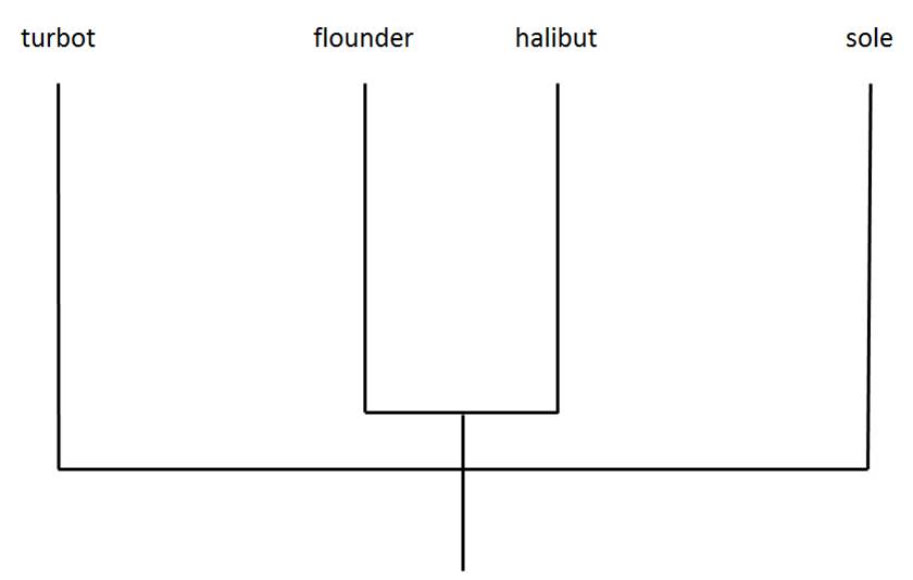 graphic: phylogenetic tree of four flatfish species