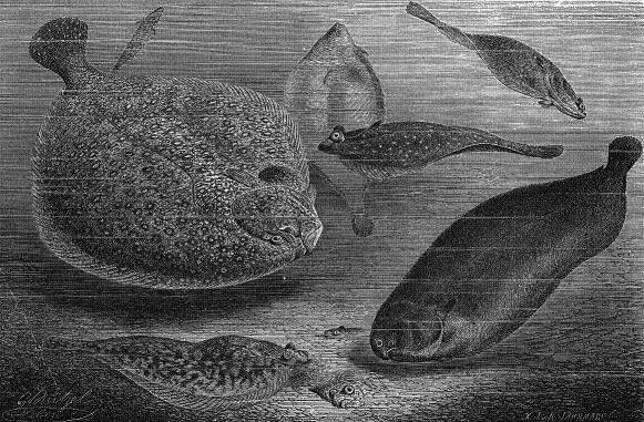 BonyFlatfish.jpg